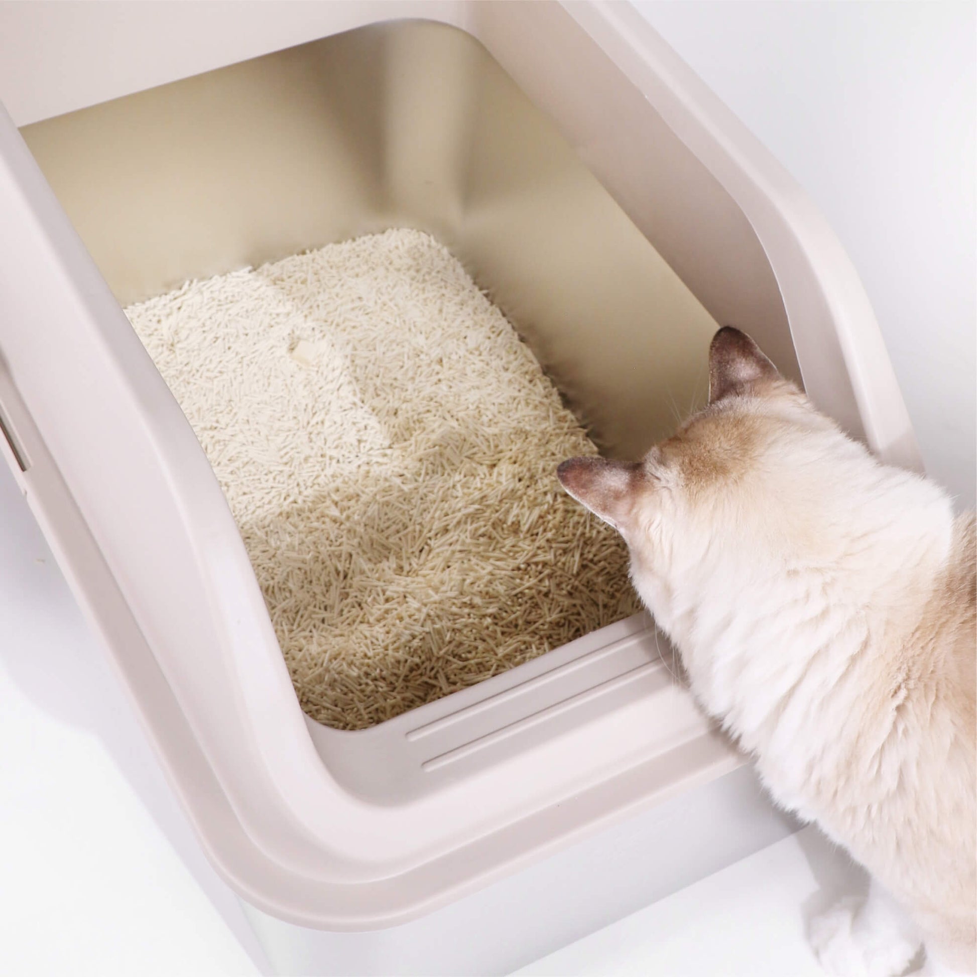 Top View of Cat Looking into the XL Stainless Steel Litter Box filled with Tofu Cat Litter