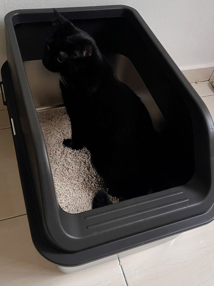 Black cat using a Mami Cat stainless steel litter box