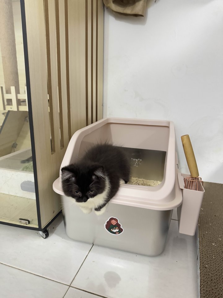 Black and white cat using a Mami Cat stainless steel litter box