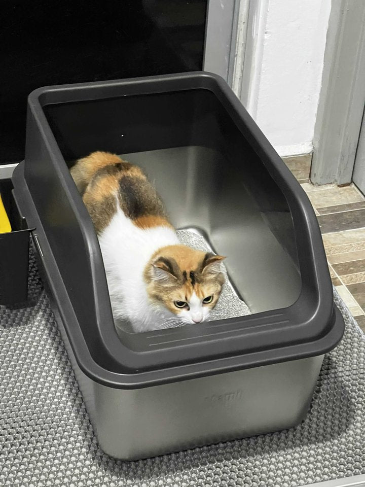 Calico cat sitting in a dark Mami Cat stainless steel litter box