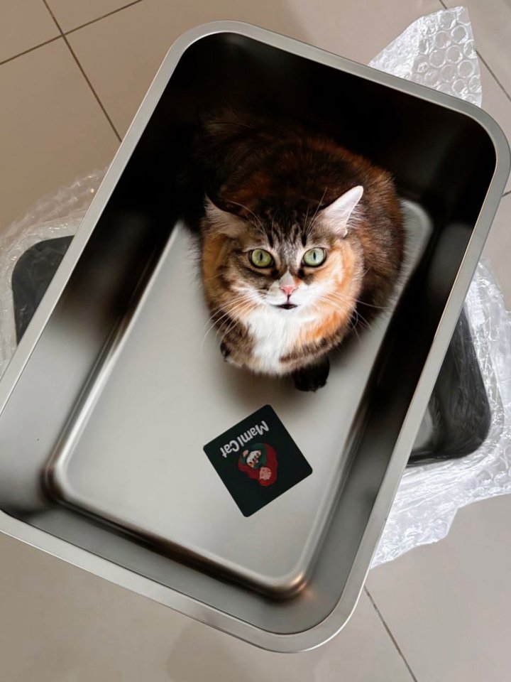 Calico cat looking up from a Mami Cat stainless steel litter box