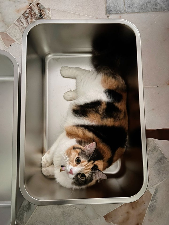 Calico cat relaxing inside a Mami Cat stainless steel litter box
