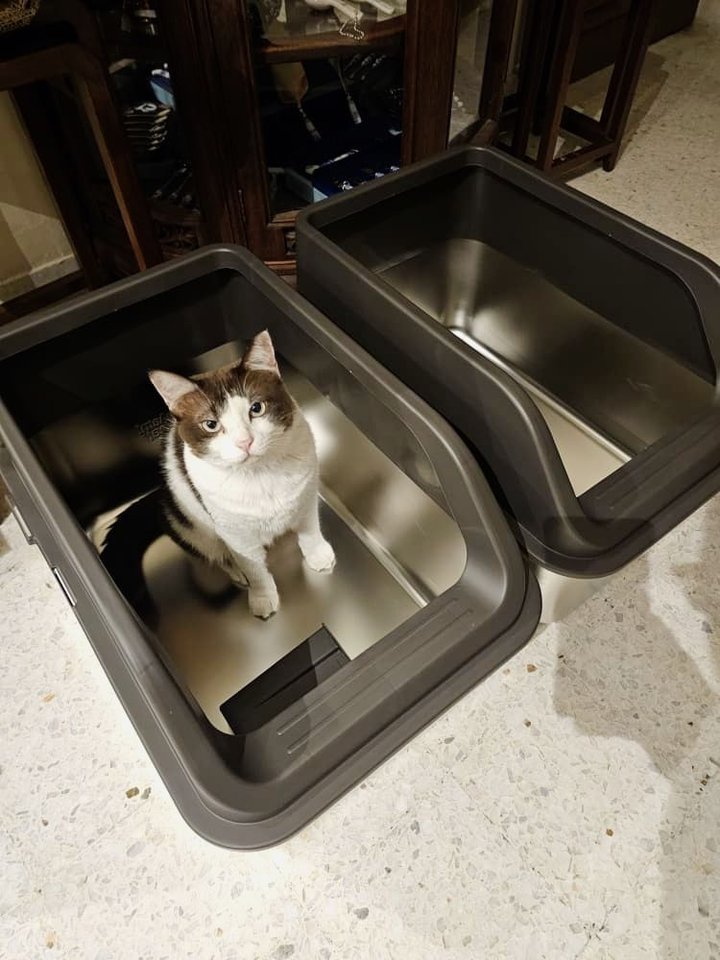 Customer cat beside two Mami Cat stainless steel litter boxes