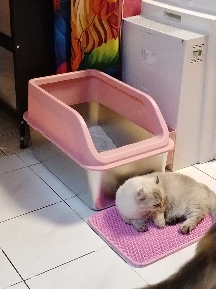 Customer cat beside a pink Mami Cat stainless steel litter box