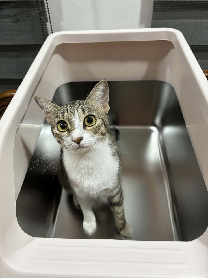 Customer cat looking up from a Mami Cat stainless steel litter box