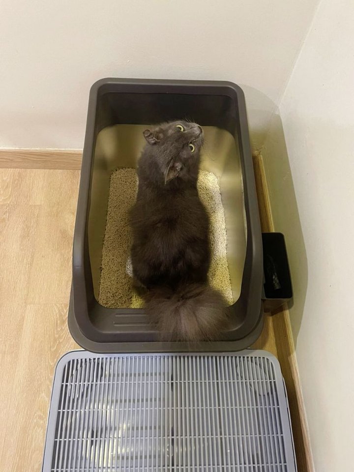 Fluffy cat using a dark Mami Cat stainless steel litter box