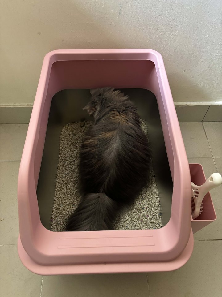 Fluffy cat using a pink Mami Cat stainless steel litter box