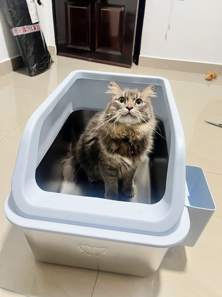 Fluffy tabby cat sitting in a Mami Cat stainless steel litter box