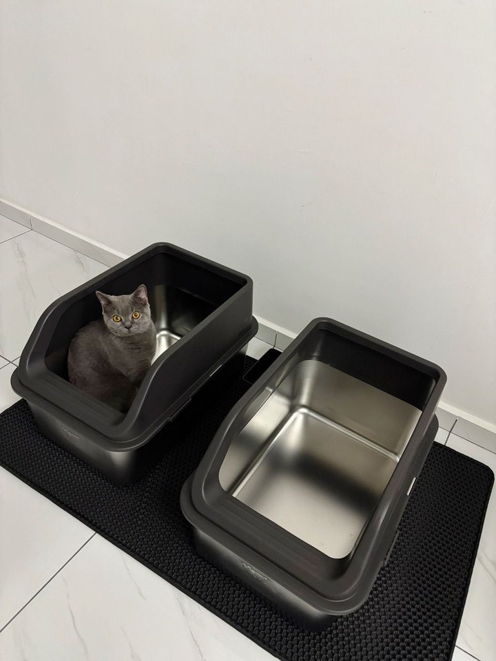 Grey cat with two Mami Cat stainless steel litter boxes