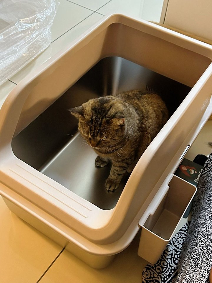 Tabby cat inside a beige Mami Cat stainless steel litter box