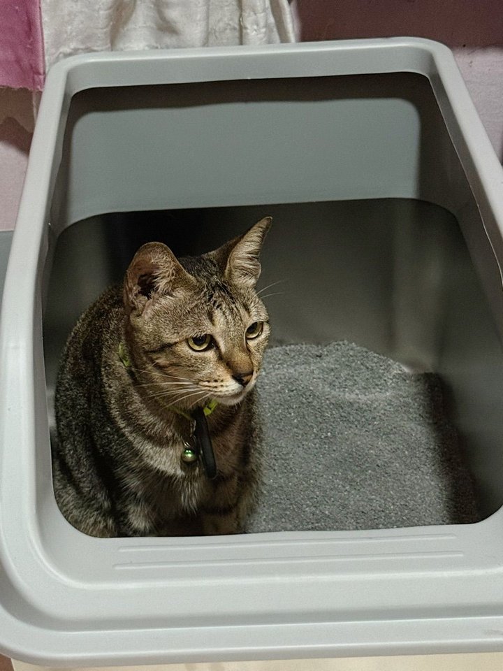Tabby cat sitting inside a Mami Cat stainless steel litter box