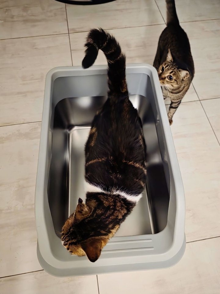 Three customer cats inspecting a Mami Cat stainless steel litter box
