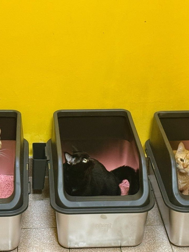 Three customer cats in Mami Cat stainless steel litter boxes