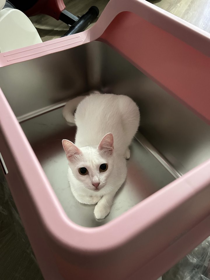 White cat inside a pink Mami Cat stainless steel litter box